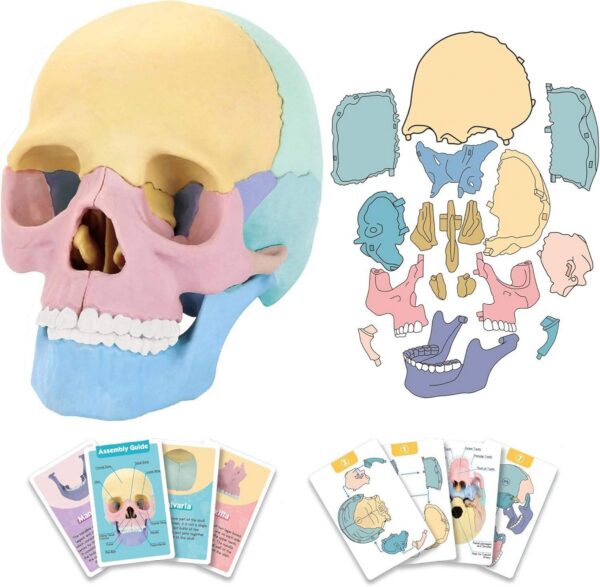 11-6-1.jpg STEM Toy Medical Science Anatomy 17pcs Human Skull Model with 10 Educational Cards DIY 3D Anatomy Puzzle Toy