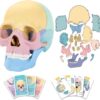 11-6-100x100-2.jpg STEM Toy Medical Science Anatomy 17pcs Human Skull Model with 10 Educational Cards DIY 3D Anatomy Puzzle Toy