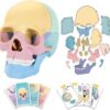 11-6-300x300-2.jpg STEM Toy Medical Science Anatomy 17pcs Human Skull Model with 10 Educational Cards DIY 3D Anatomy Puzzle Toy