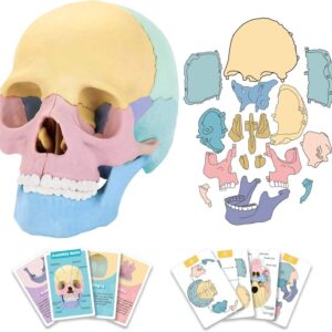 11-6-300x300-2.jpg STEM Toy Medical Science Anatomy 17pcs Human Skull Model with 10 Educational Cards DIY 3D Anatomy Puzzle Toy