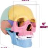 33-6-100x100-1.jpg STEM Toy Medical Science Anatomy 17pcs Human Skull Model with 10 Educational Cards DIY 3D Anatomy Puzzle Toy