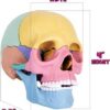 33-6-300x300-1.jpg STEM Toy Medical Science Anatomy 17pcs Human Skull Model with 10 Educational Cards DIY 3D Anatomy Puzzle Toy
