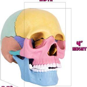 33-6-300x300-1.jpg STEM Toy Medical Science Anatomy 17pcs Human Skull Model with 10 Educational Cards DIY 3D Anatomy Puzzle Toy