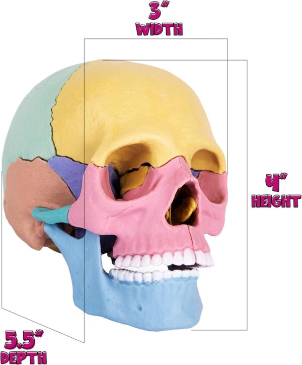 33-6-600x723-1.jpg STEM Toy Medical Science Anatomy 17pcs Human Skull Model with 10 Educational Cards DIY 3D Anatomy Puzzle Toy