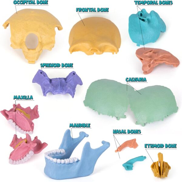 44-6-600x600-2.jpg STEM Toy Medical Science Anatomy 17pcs Human Skull Model with 10 Educational Cards DIY 3D Anatomy Puzzle Toy