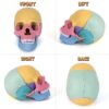 55-5-100x100-2.jpg STEM Toy Medical Science Anatomy 17pcs Human Skull Model with 10 Educational Cards DIY 3D Anatomy Puzzle Toy