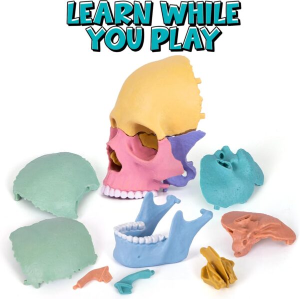 66-4-2.jpg STEM Toy Medical Science Anatomy 17pcs Human Skull Model with 10 Educational Cards DIY 3D Anatomy Puzzle Toy