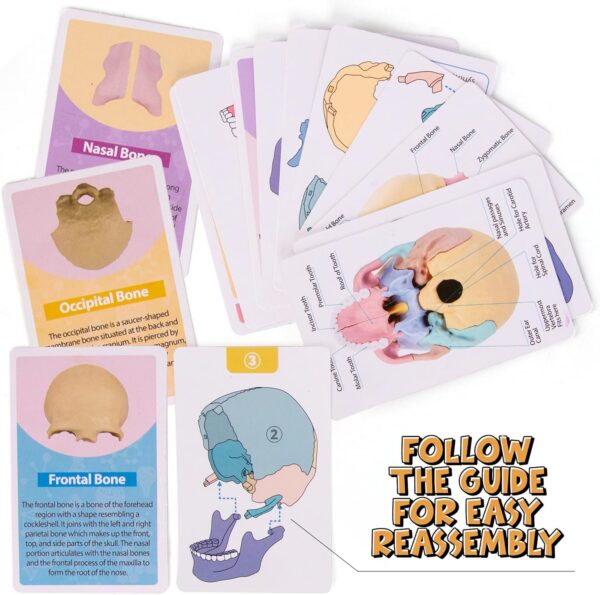 77-2-1.jpg STEM Toy Medical Science Anatomy 17pcs Human Skull Model with 10 Educational Cards DIY 3D Anatomy Puzzle Toy