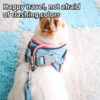 Adjustable Bunny Harness and Leash Set Double Buckle
